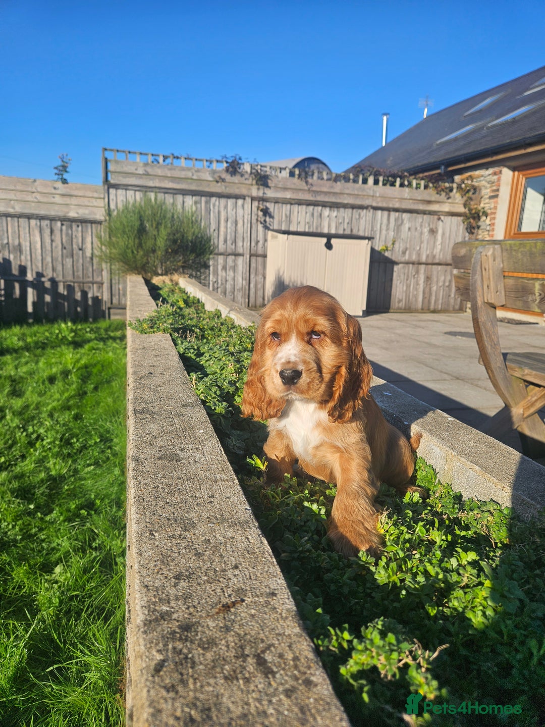 Cocker Spaniel dogs for sale: Cocker Spaniel Puppies - Image 7