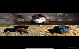 Cocker Spaniel dogs for sale: Working cocker spaniels  - Advert 9