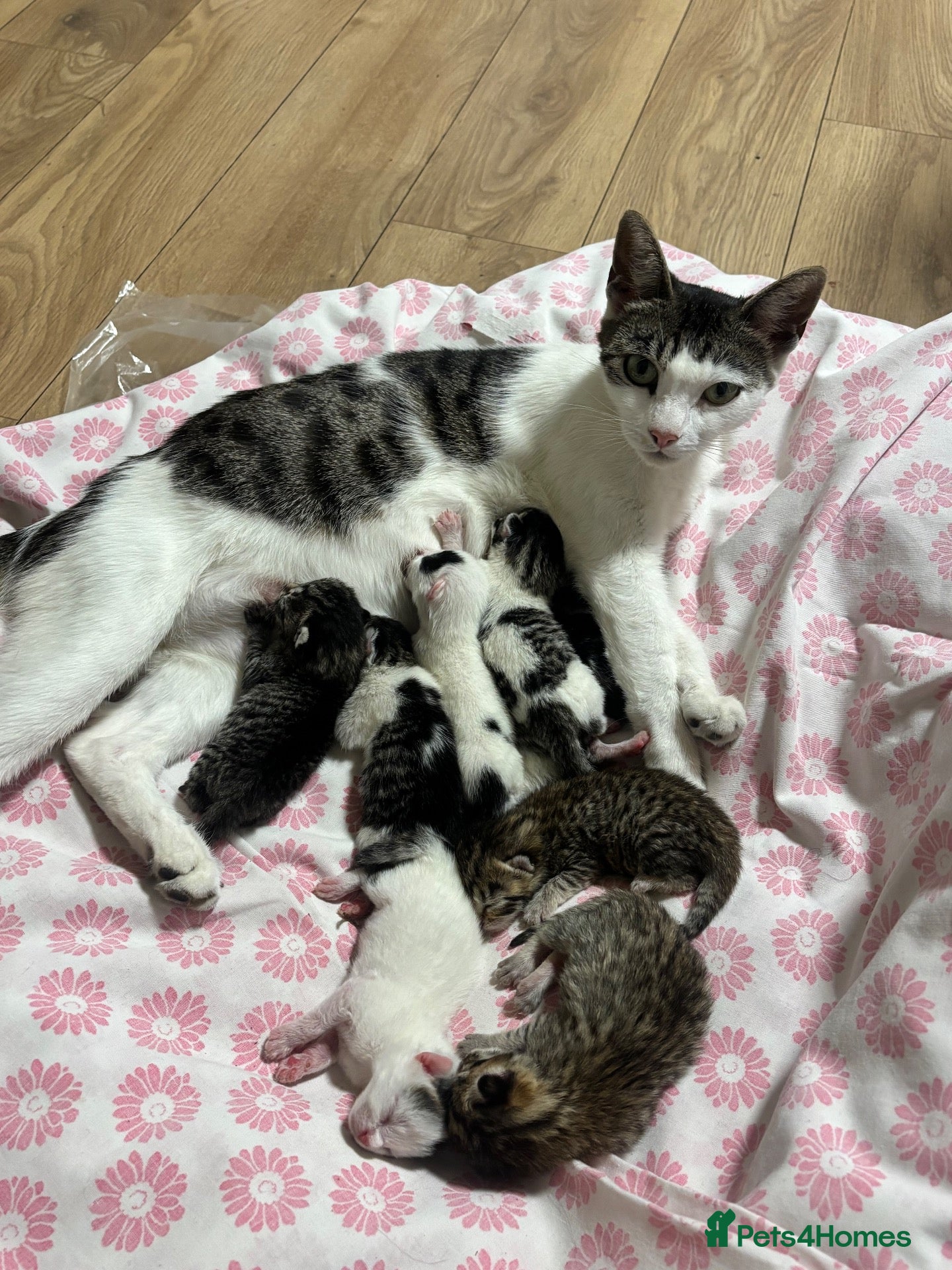 Mixed Breed cats 9 Adorable Mixed-Breed Kittens for Sale – £90  - Advert 1