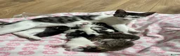 Mixed Breed cats for sale: 9 Adorable Mixed-Breed Kittens for Sale – £90  - Advert 1
