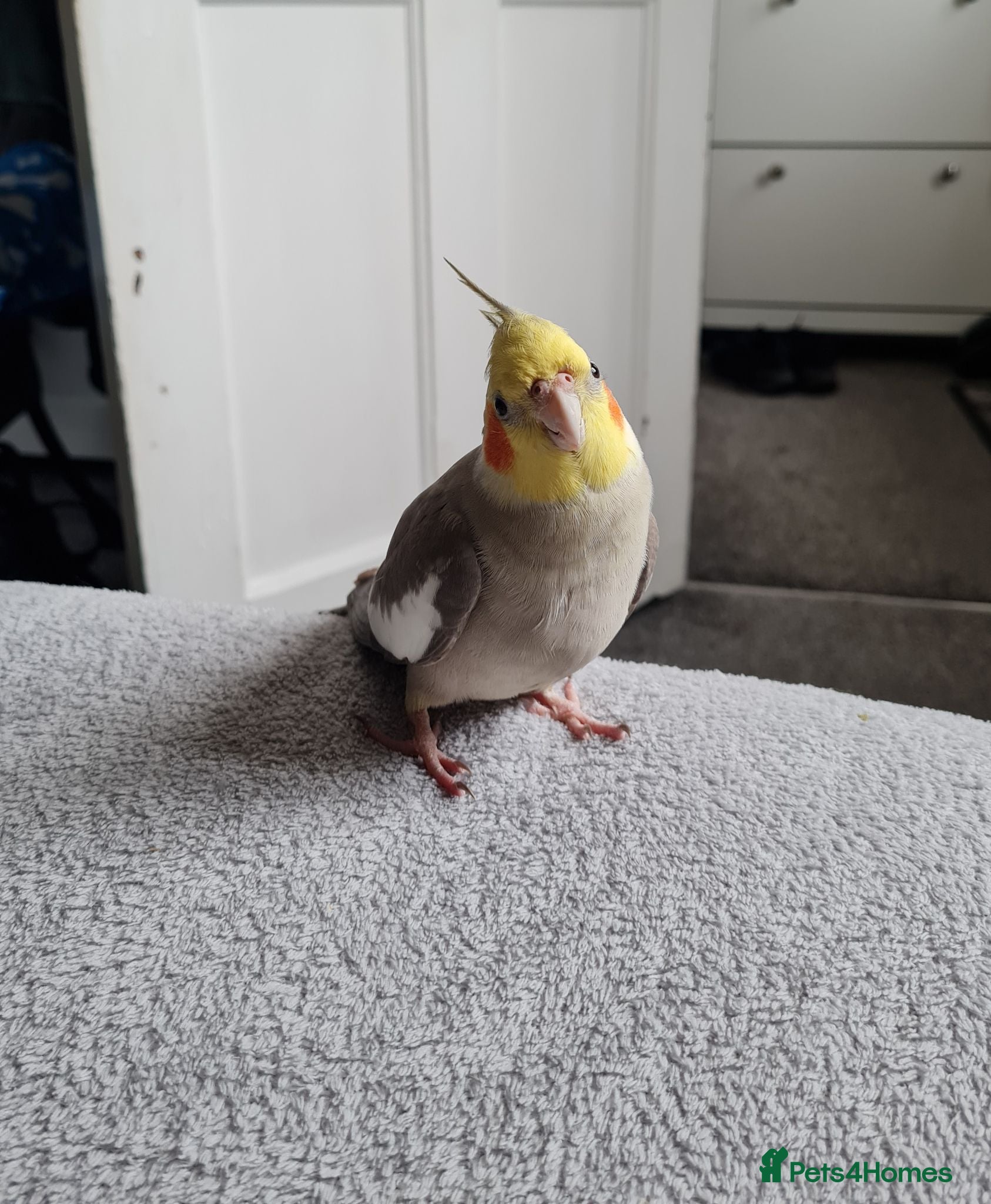 Cockatiels birds Male very Tame cockatiel - Advert 1