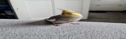 Cockatiels birds for sale: Male very Tame cockatiel in Kidderminster - Advert 1