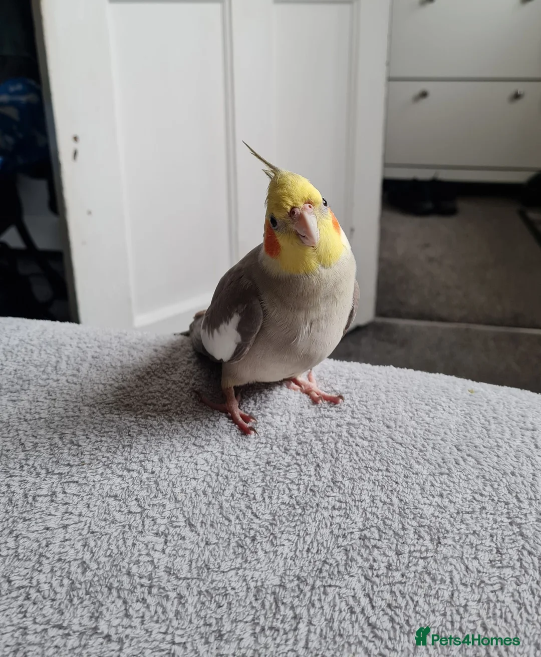Cockatiels birds for sale: Male very Tame cockatiel in Kidderminster - Advert 1