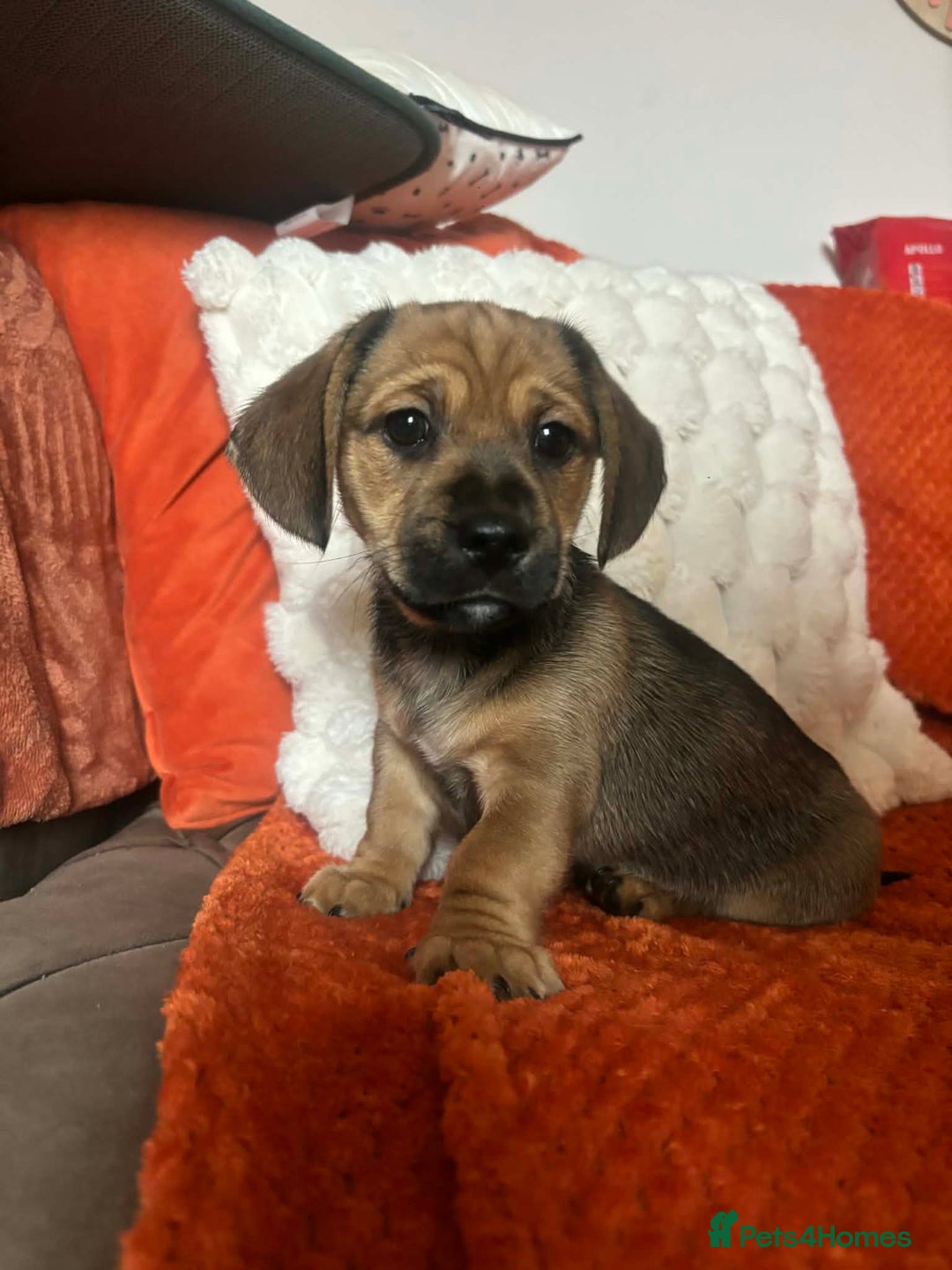 Mixed Breed dogs for sale: Dashi apso puppies  - Advert 3