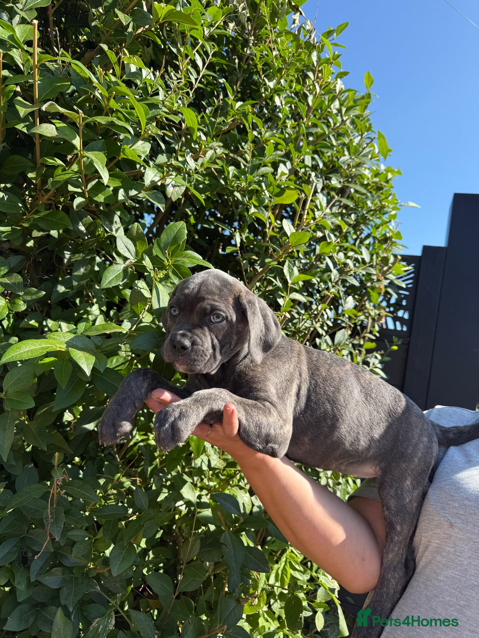 Cane Corso dogs Now ready to leave!🥰 - Advert 1