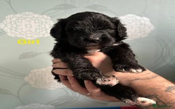 Saint Bernard dogs for sale: F1 St Berdoodle  - Image 13