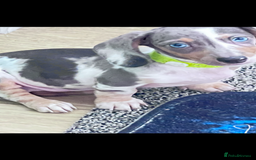 Dachshund dogs for sale: Beautiful Min Dachsund Pups - Image 3