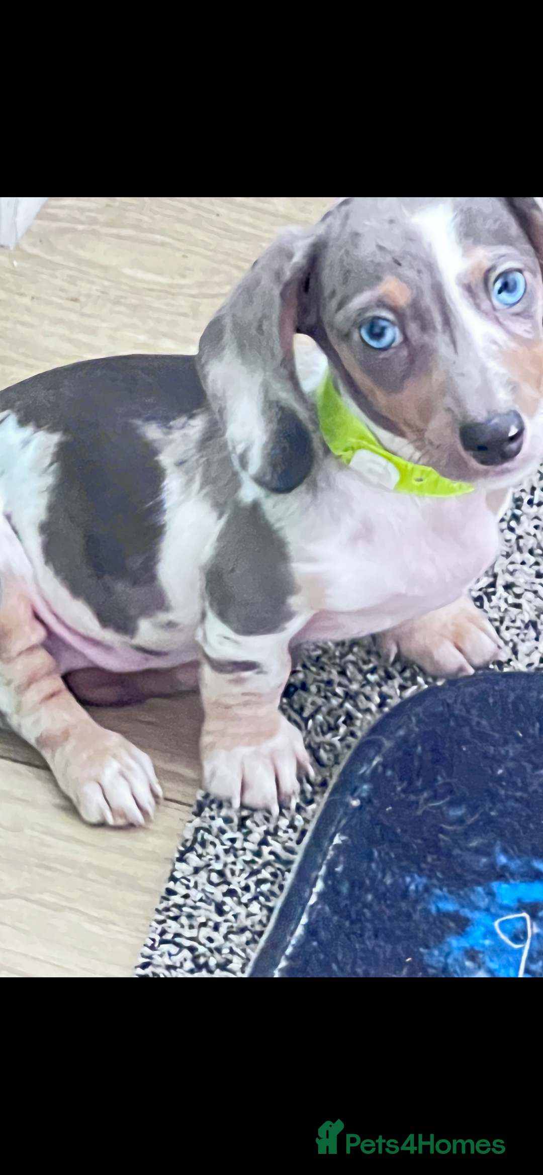 Dachshund dogs for sale: Beautiful Min Dachsund Pups - Image 3