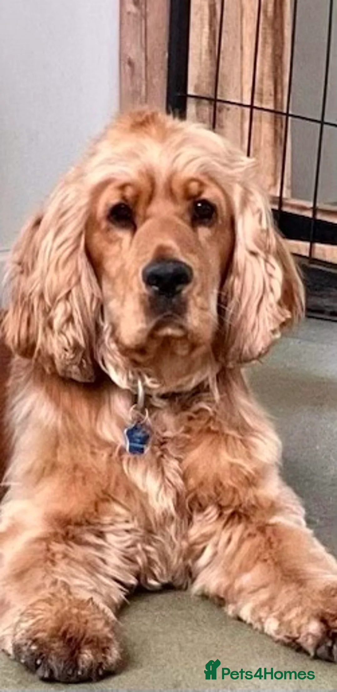 Gallery Image {{count}}