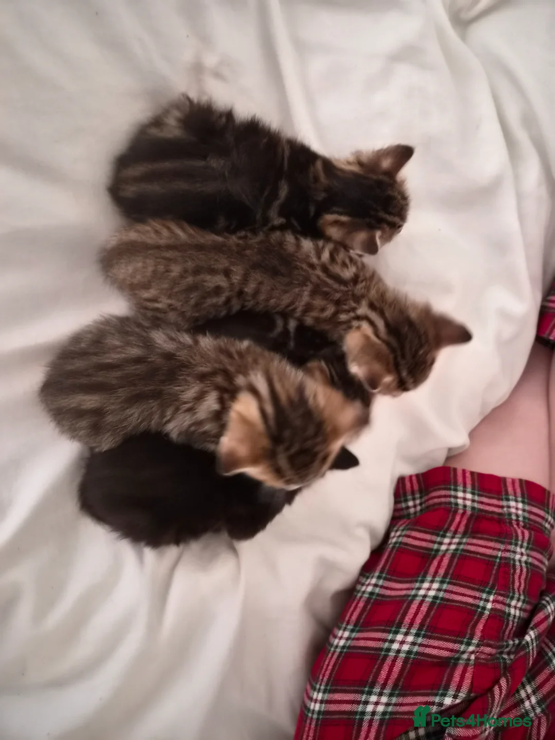 Mixed Breed cats for sale: Gorgeous ragdoll/sphynx X bengal kittens  in Washington - Advert 1