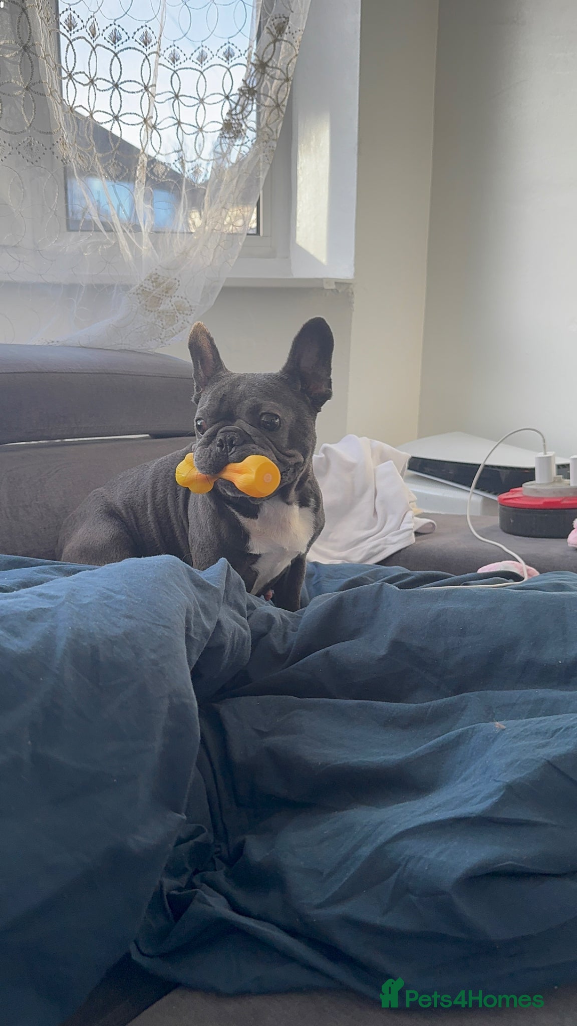 French Bulldog dogs 2 blue frenchies looking for their forever home - Advert 4