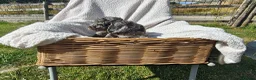 Cockapoo dogs for sale: 5 Loving cockapoos  - Advert 6