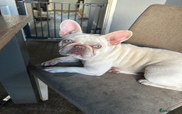 French Bulldog dogs for sale: French bulldog - Image 1