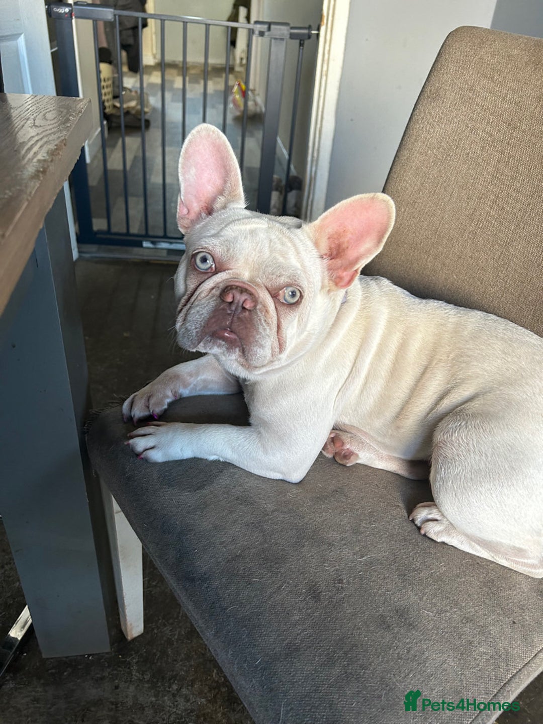 French Bulldog dogs for sale: French bulldog - Image 1