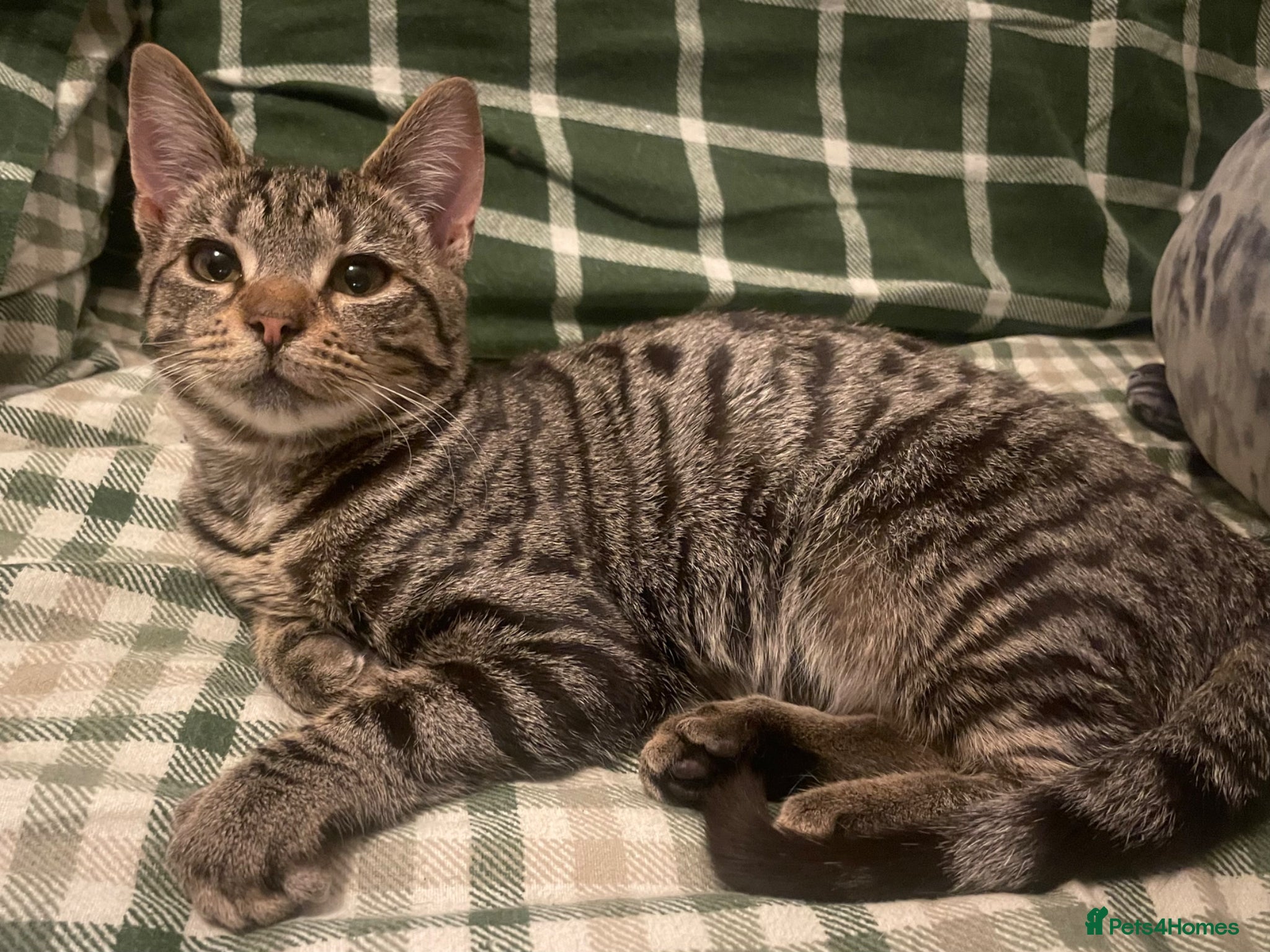 Mixed Breed cats 3 male kittens for adoption  - Advert 1