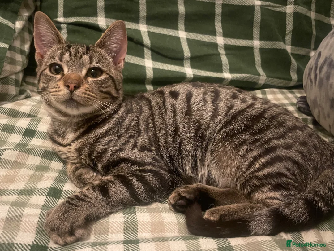 Mixed Breed cats for sale: 3 male kittens for adoption  - Advert 1