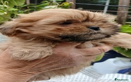 Shihpoo dogs for sale: 2 x shihpoo pups  - Image 1