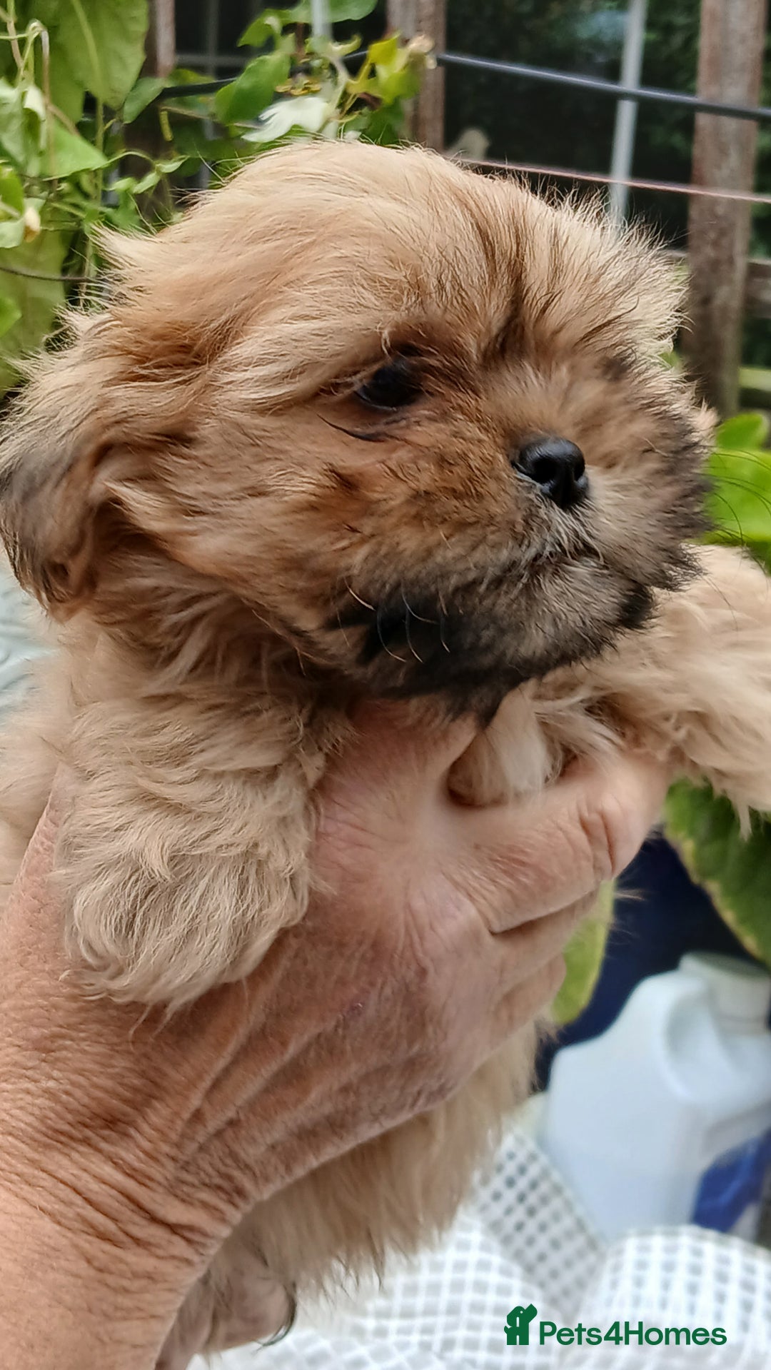 Shihpoo dogs for sale: 2 x shihpoo pups  - Image 1
