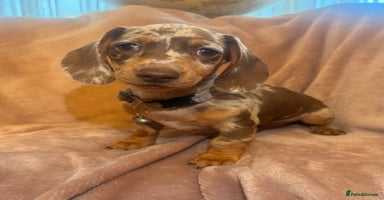 Dachshund dogs - Advert 5
