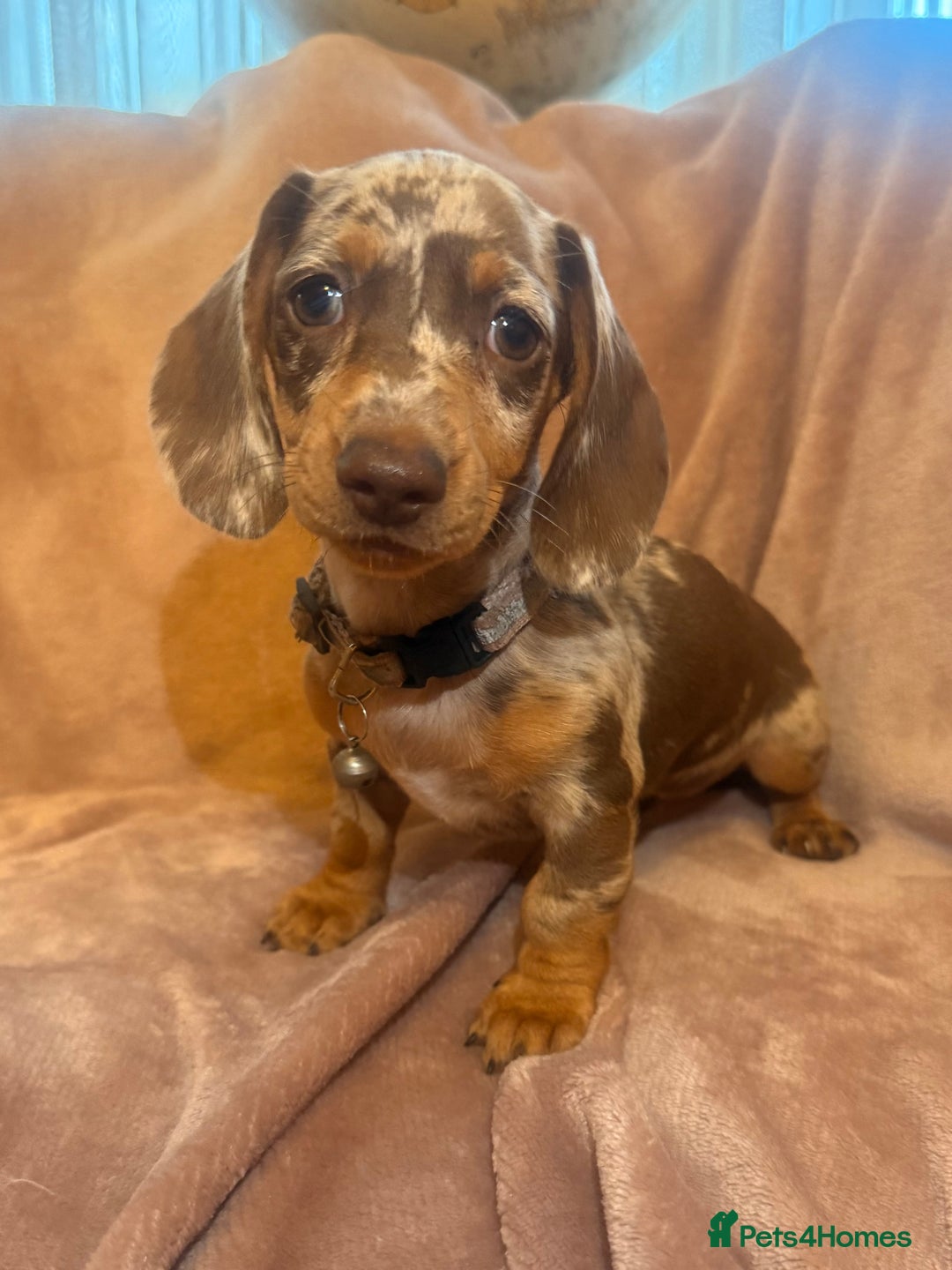 Dachshund dogs for sale: KC one little girl left STANDARD dachshund puppy  - Image 2