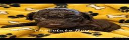 Cockapoo dogs for sale: F2 Cockapoo Puppies  PRA CLEAR - Advert 7