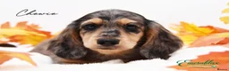 Miniature Dachshund dogs for stud: Miniature Longhaired Chocolate and Cream Stud - Advert 6
