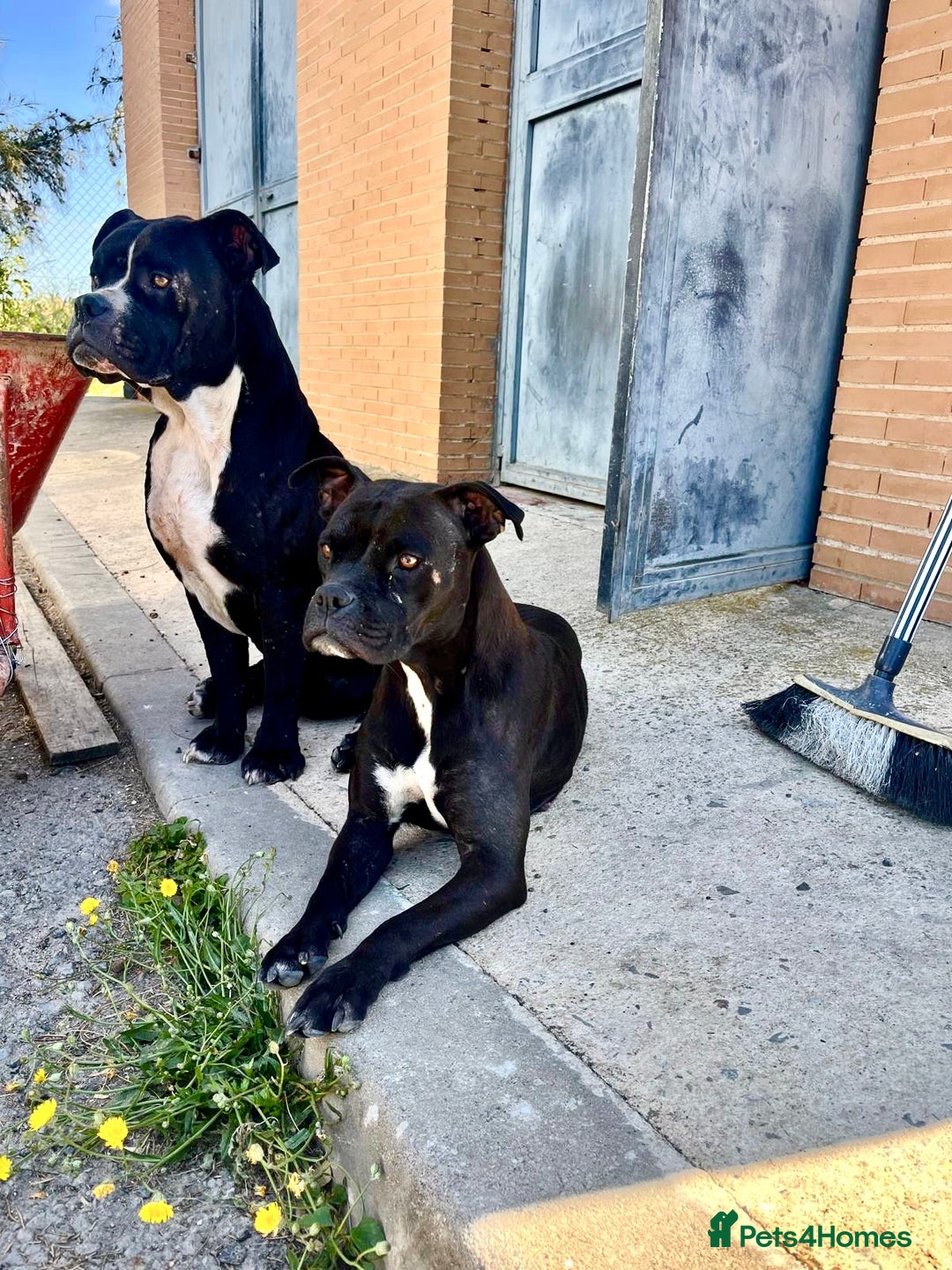 Mixed Breed dogs for adoption: ‼️🚨URGENT🚨‼️ Bili & Bola 💙🐾 - Advert 1