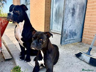 Mixed Breed dogs ‼️🚨URGENT🚨‼️ Bili & Bola 💙🐾 - Advert 1