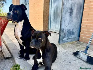 Mixed Breed dogs ‼️🚨URGENT🚨‼️ Bili & Bola 💙🐾 - Advert 2