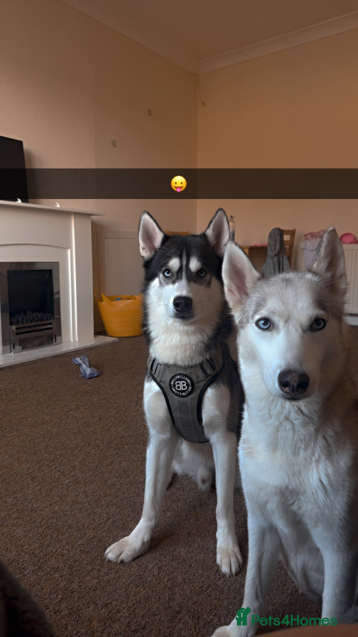 Siberian Husky dogs for sale: Husky puppies for sale  in Saltcoats - Advert 1