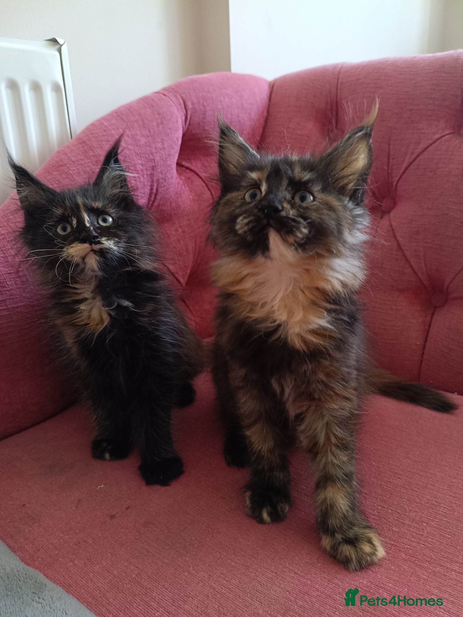 Maine Coon cats Health tested XL Boys and Tortie girls 😍 - Advert 2