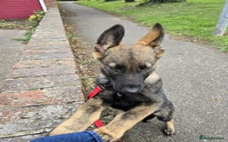 German Shepherd dogs for sale: German shepherd  - Image 4