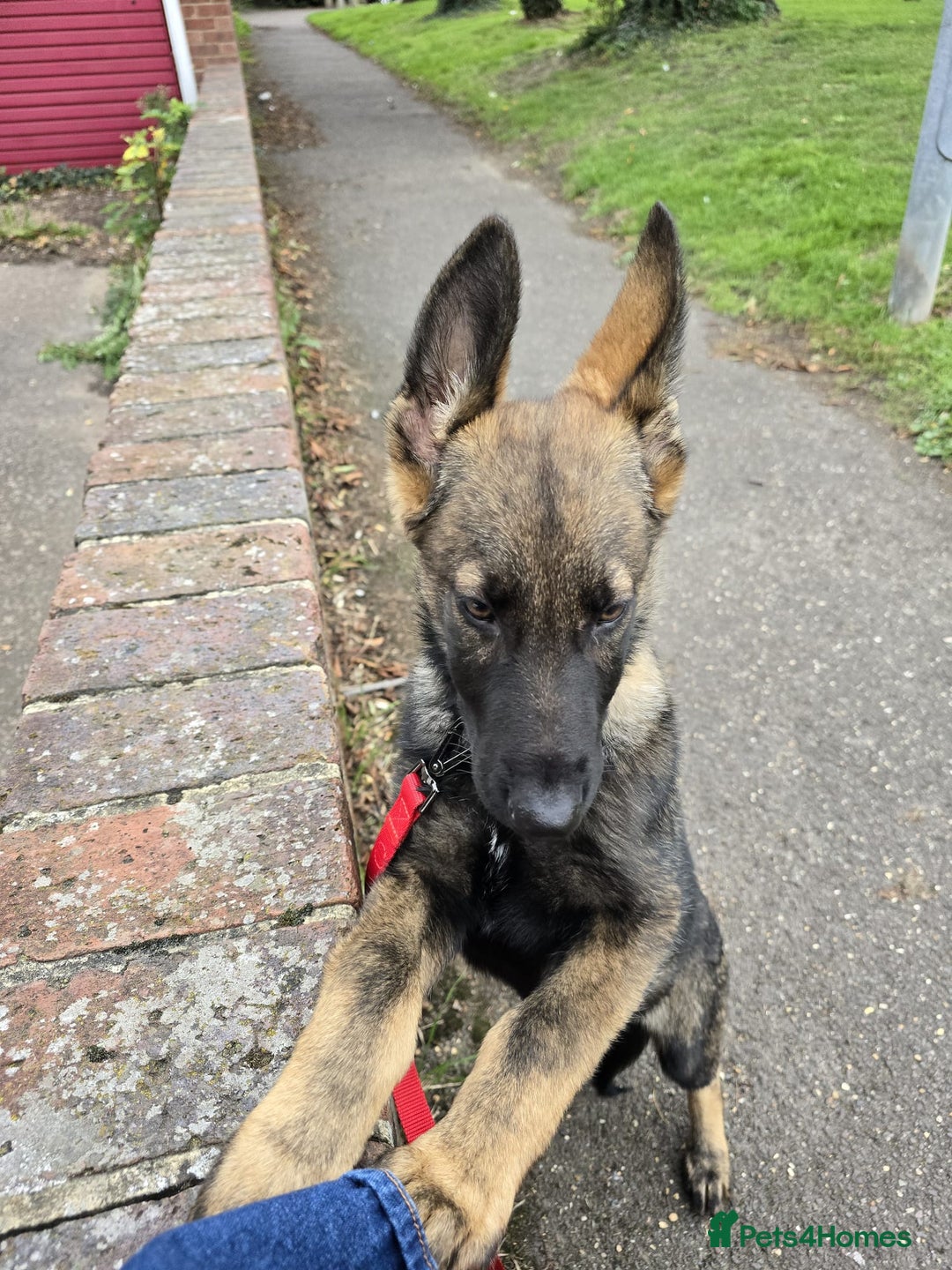 German Shepherd dogs for sale: German shepherd  - Image 4