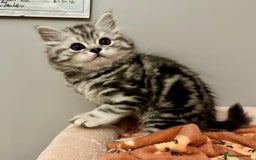 British Longhair cats for sale: Silver tabby British Longhair pedigree registered  - Image 7