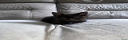 Mixed Breed cats for sale: 3 kittens and Mum Cat - Advert 7