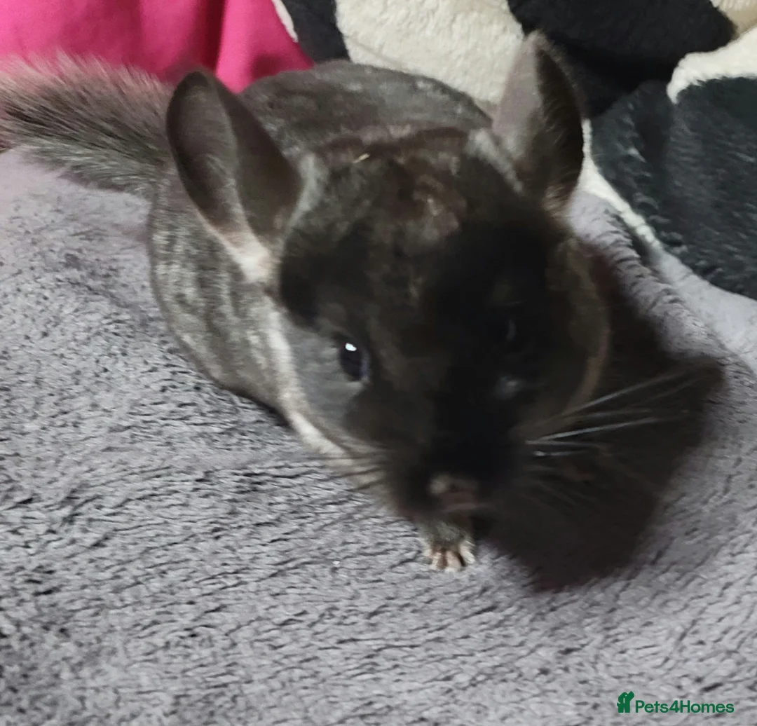 Chinchilla rodents for sale: Various baby chinchillas for sale - Advert 4