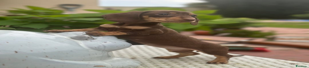Dachshund Puppy 2