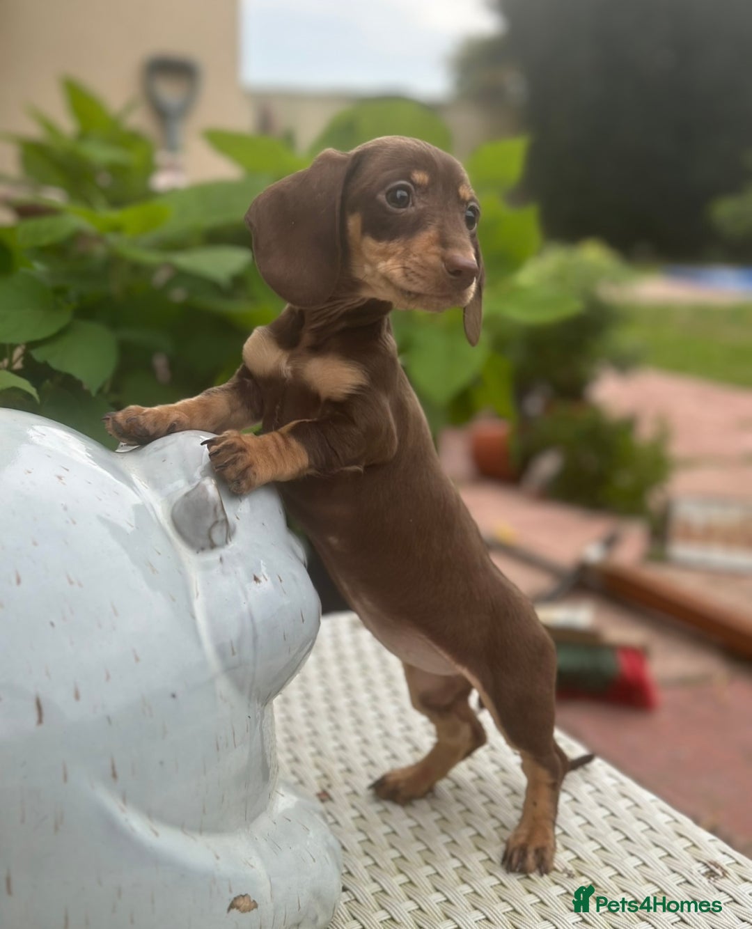 Dachshund dogs for sale: Stunning miniature dachshund pups  - Image 3