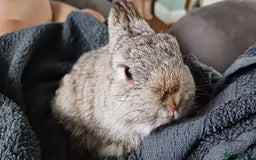 Netherland Dwarf rabbits for sale: Netherland dwarf doe black self and buck choc chin - Image 3