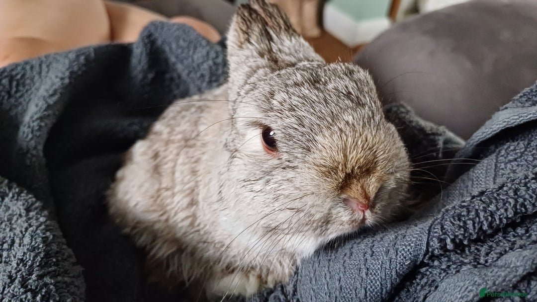 Netherland Dwarf rabbits for sale: Netherland dwarf doe black self and buck choc chin - Image 3