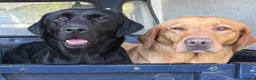 Labrador Retriever dogs for sale: KC REGISTERED FULLY HEALTH TESTED LABRADOR PUPPY in Market Harborough - Advert 16