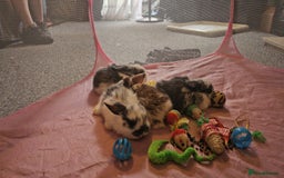 Mini Lop rabbits for sale: Stunning mini lop babies - Image 12
