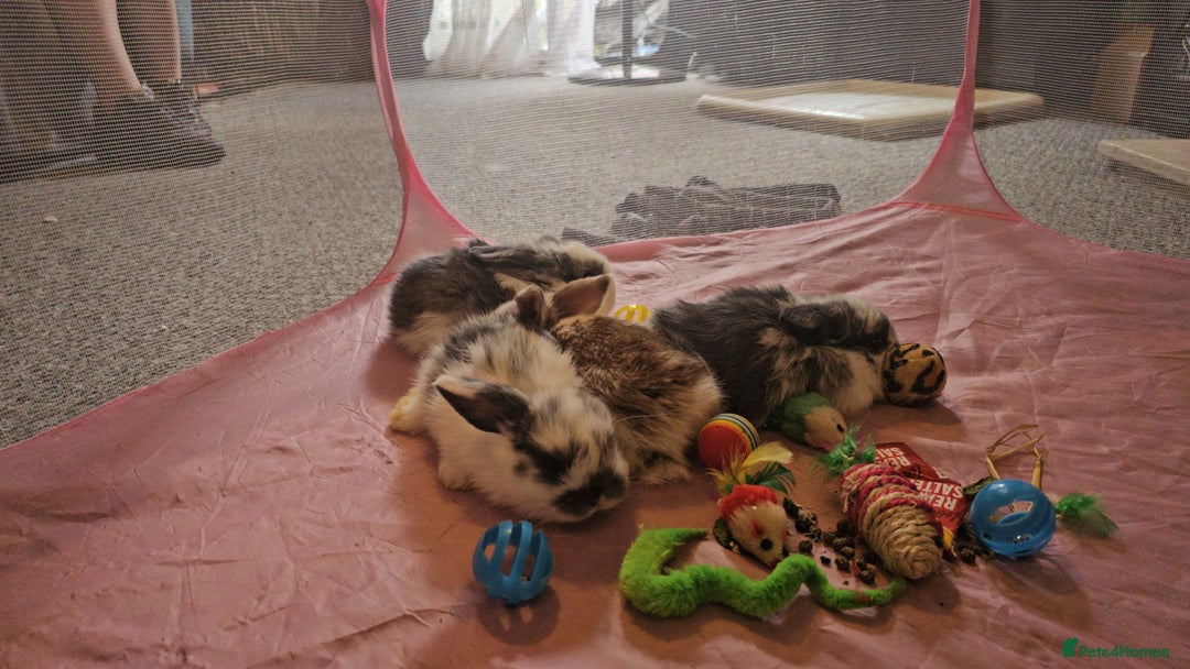 Mini Lop rabbits for sale: Stunning mini lop babies - Image 12