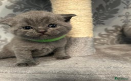 British Shorthair cats for sale: Stunning British shorthair kittens - Image 13