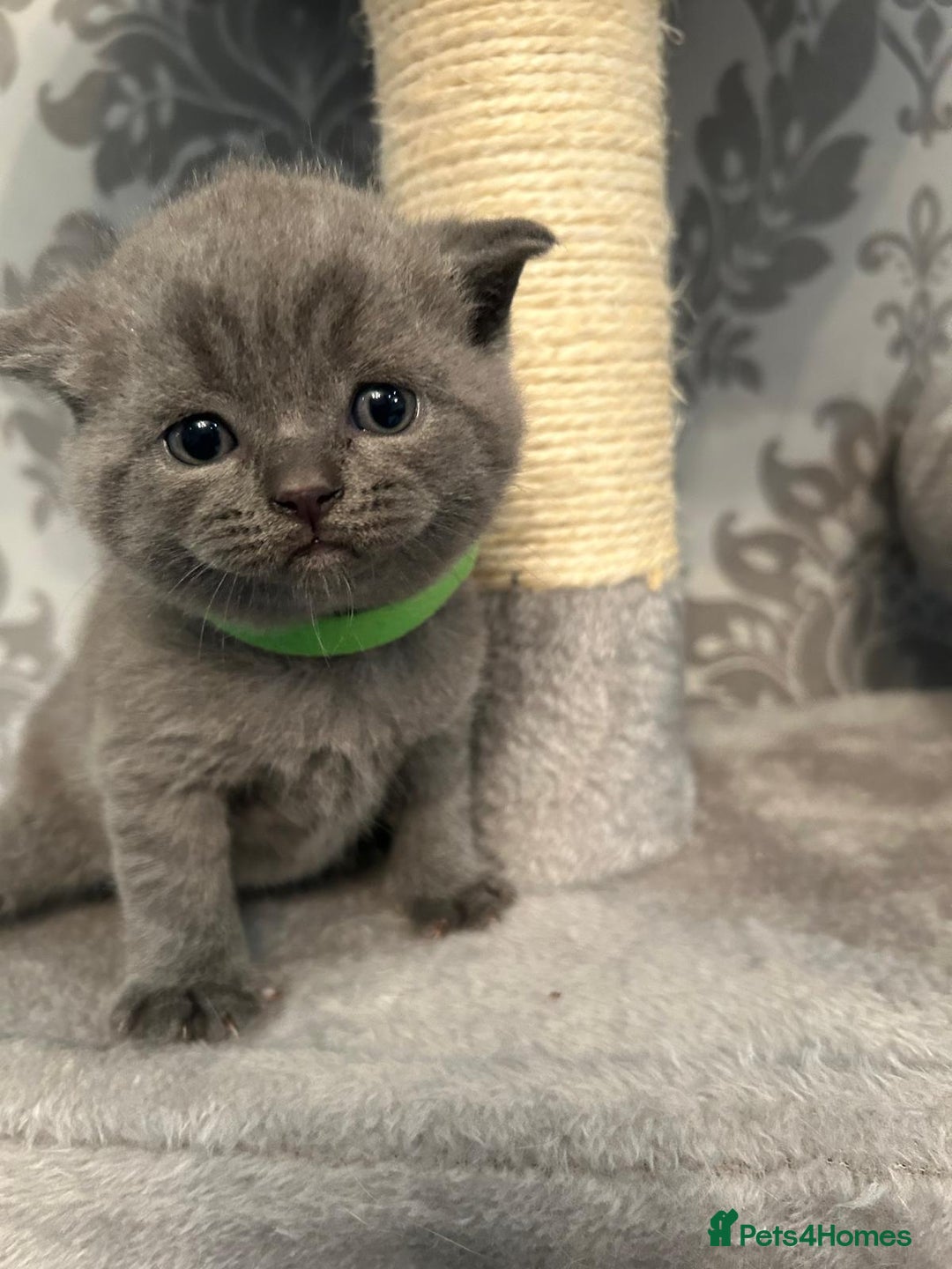 British Shorthair cats for sale: Stunning British shorthair kittens - Image 13