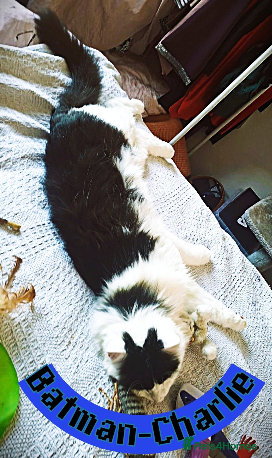 Mixed Breed cats for sale: Free to a Loving Home 2 Cats& 1 Kitten-Swansea - Advert 12