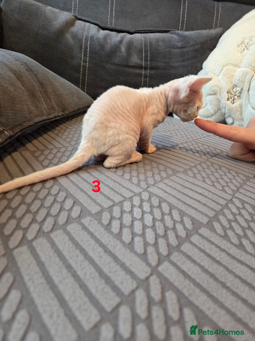 Devon Rex cats for sale: ✨ Beautiful Devon Rex Kittens – GCCF Registered ✨ - Advert 14