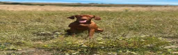 Hungarian Vizsla dogs for sale: 10month old girls for pet homes - Advert 4
