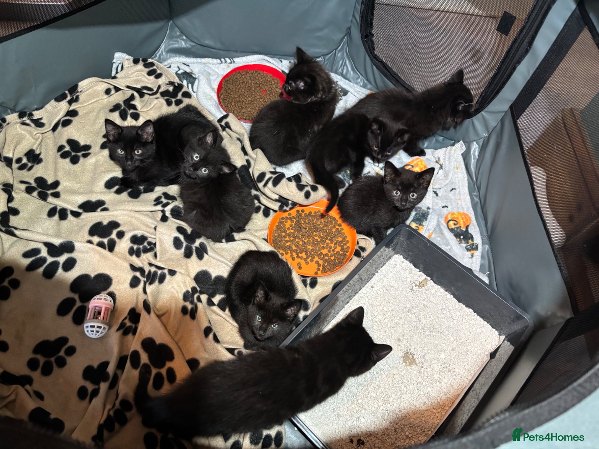 Mixed Breed cats Mixed gender black kittens for sale  - Advert 11