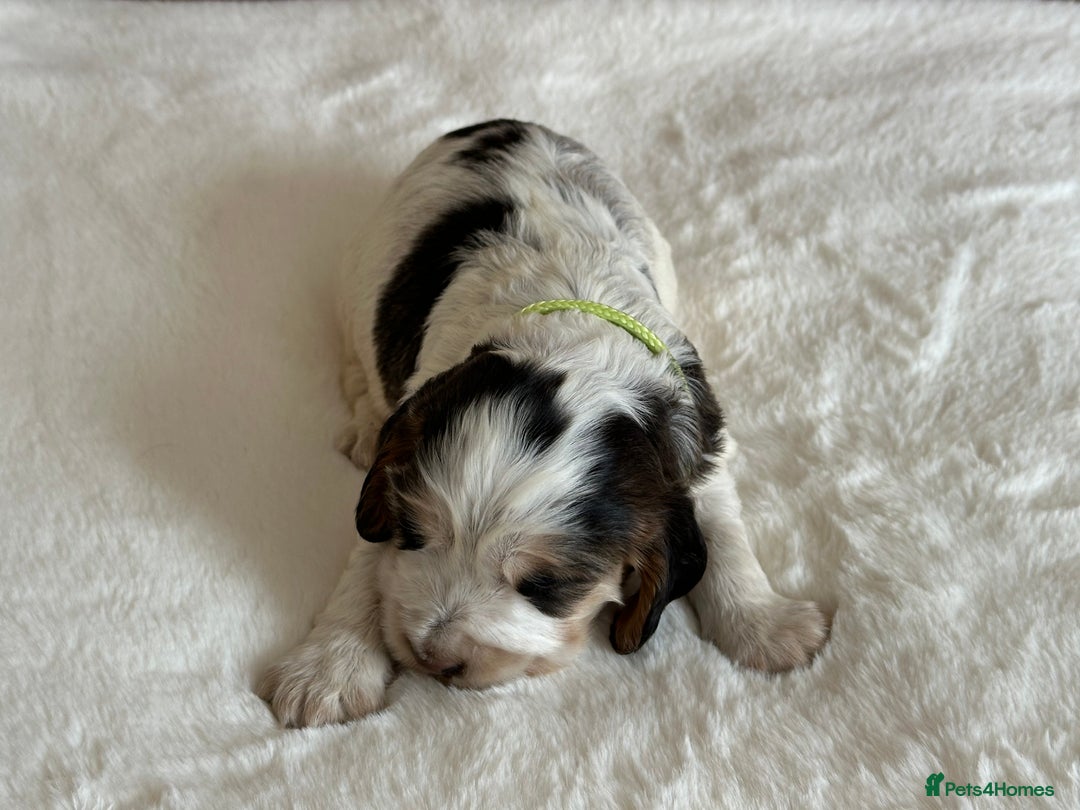 Cocker Spaniel dogs for sale: Extensively Health Tested KC Reg Puppies  - Image 14